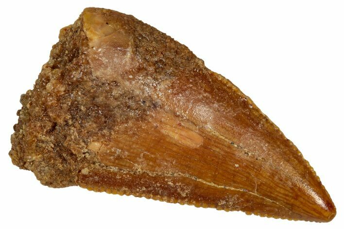 Bargain Raptor Tooth - Real Dinosaur Tooth #332892
